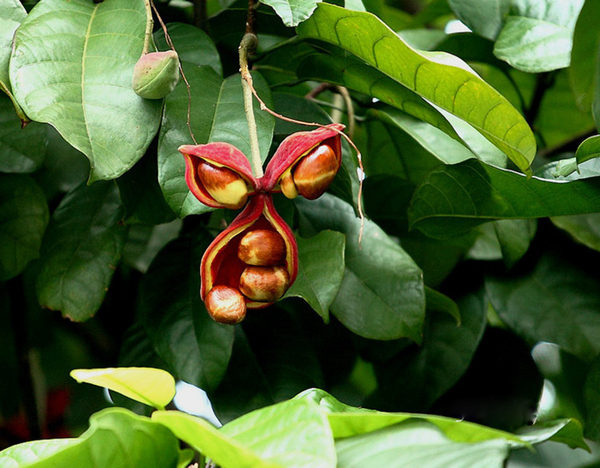 20种不常见但很好吃的怪异水果,非洲角瓜绝对是吃货的追求--置顶表情